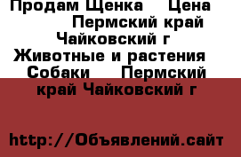 Продам Щенка  › Цена ­ 4 000 - Пермский край, Чайковский г. Животные и растения » Собаки   . Пермский край,Чайковский г.